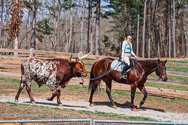 roping-quarter-horse