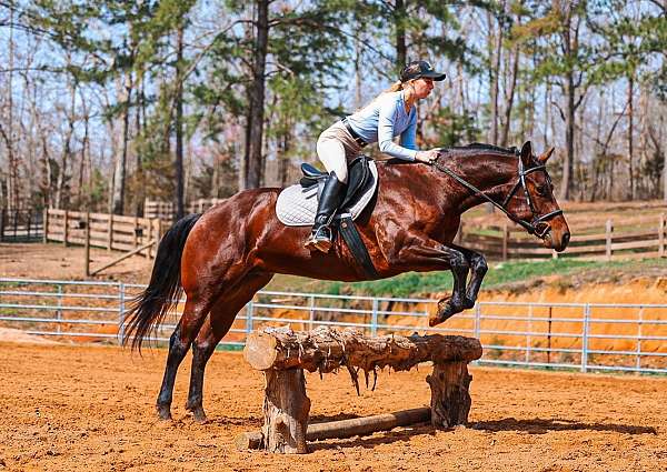 show-quarter-horse