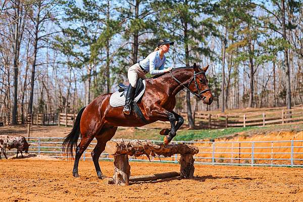 trail-quarter-horse