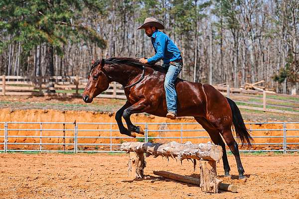 trail-riding-quarter-horse