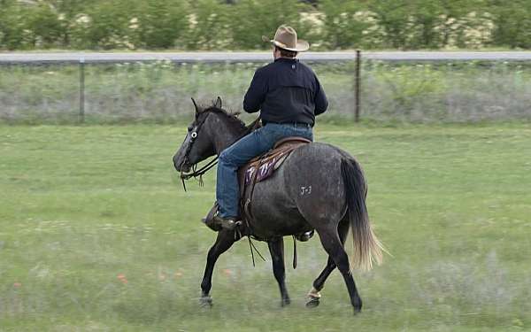 athletic-quarter-horse