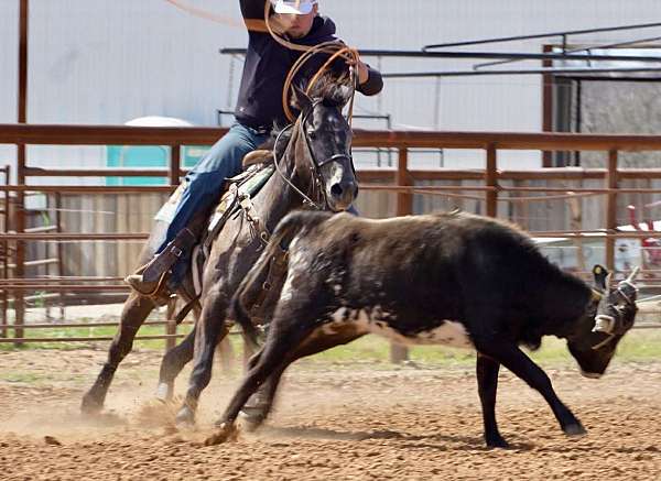 calf-roping-quarter-horse