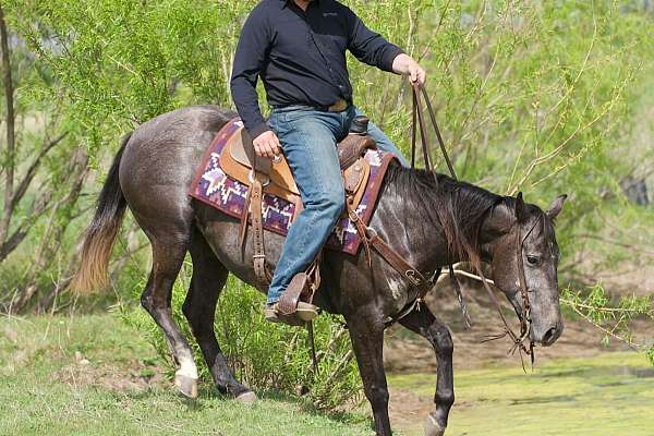 flashy-quarter-horse