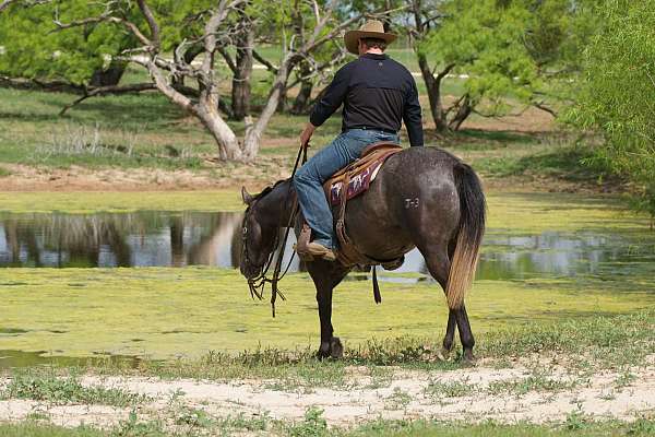 kid-safe-quarter-horse