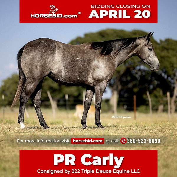all-around-quarter-horse