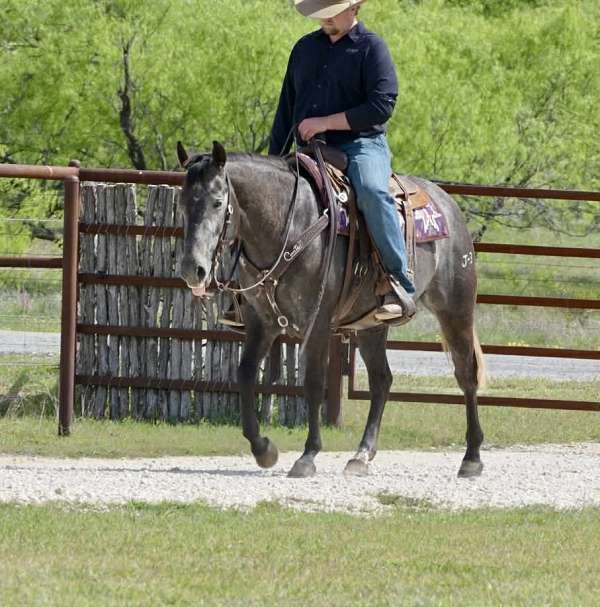 lesson-quarter-horse