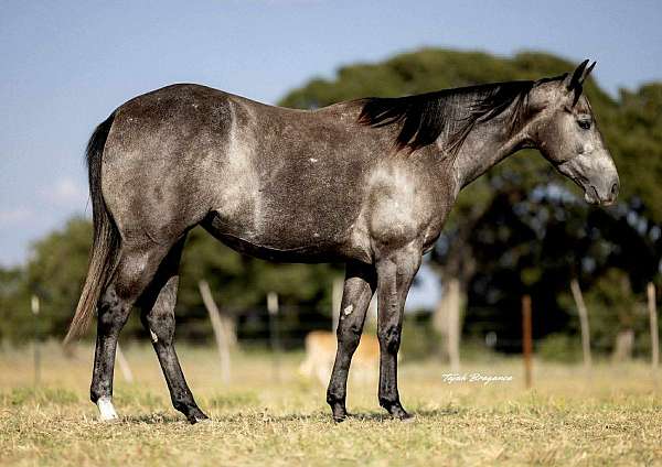 performance-quarter-horse