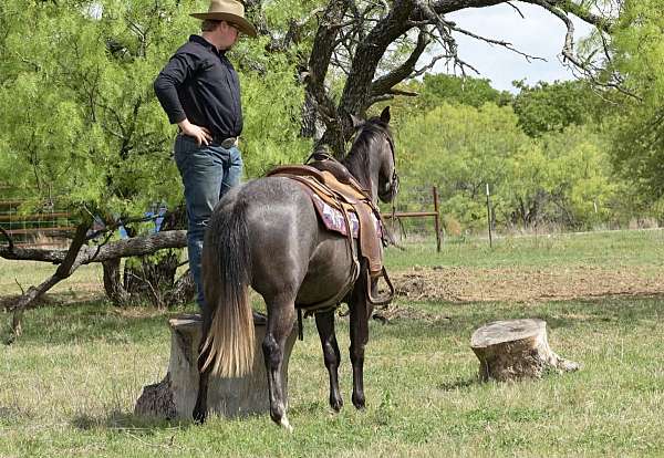 ranch-quarter-horse