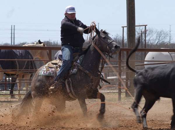 ranch-work-quarter-horse