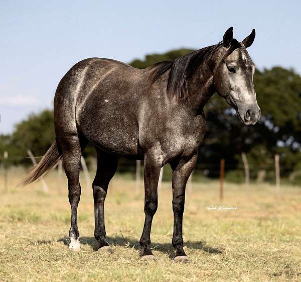 ranch-versatility-quarter-horse