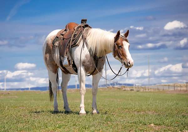 flashy-paint-horse
