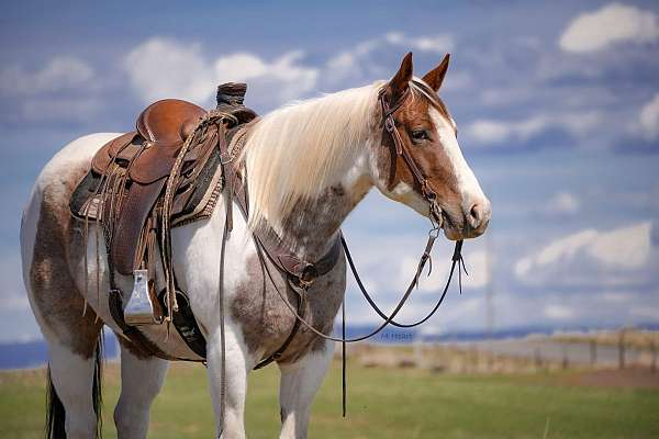 husband-safe-paint-horse