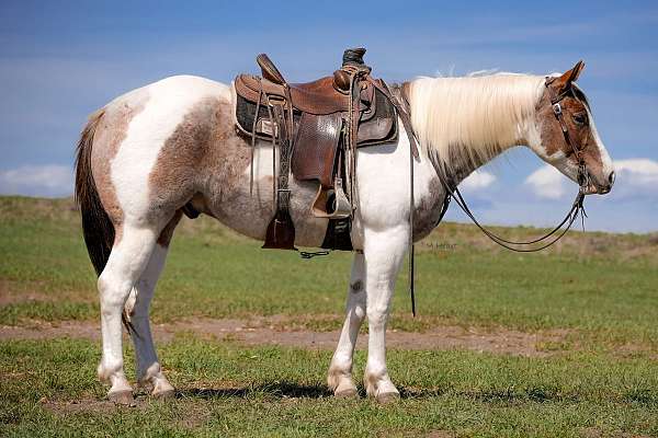 performance-paint-horse