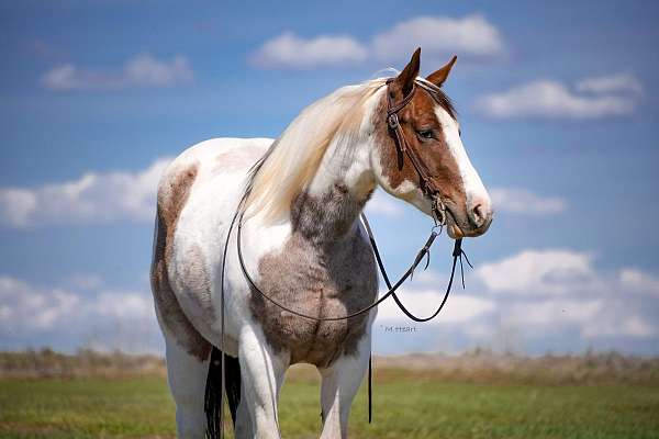 ranch-paint-horse