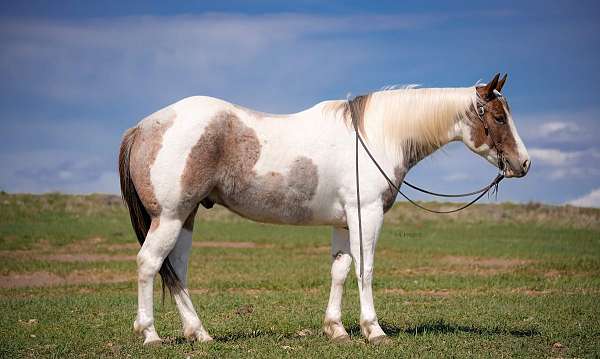 ranch-versatility-paint-horse