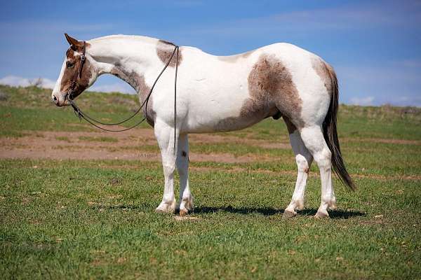 ranch-work-paint-horse