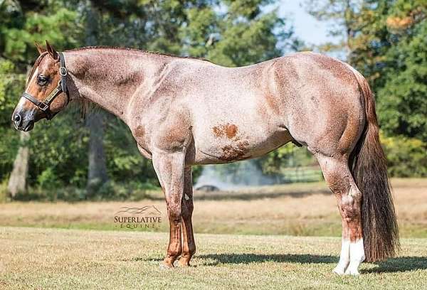 trail-riding-paint-horse