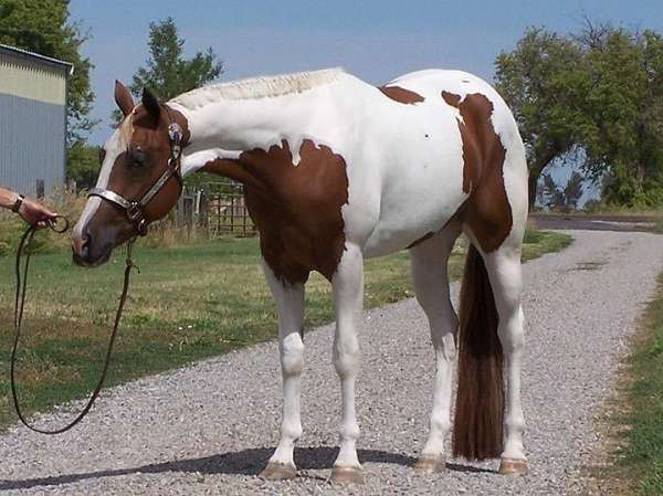 western-riding-paint-horse