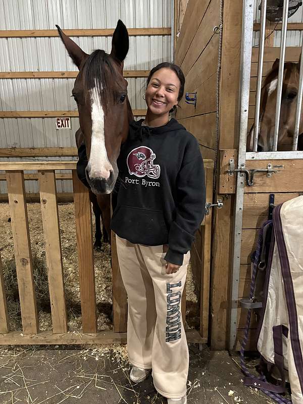 standardbred-horse-for-sale