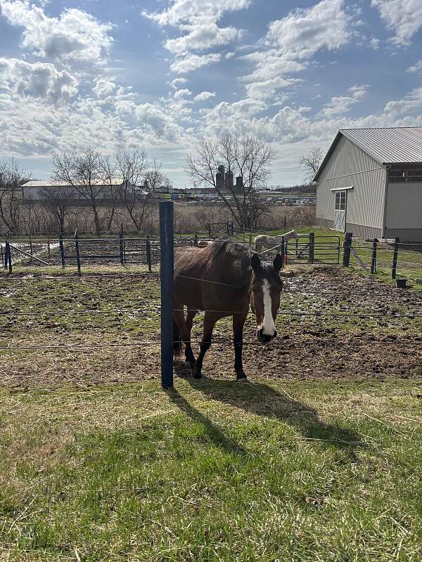 standardbred-gelding