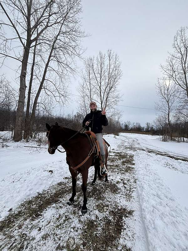 standardbred-horse