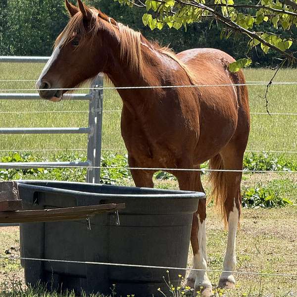 2-year-old-standardbred-horse