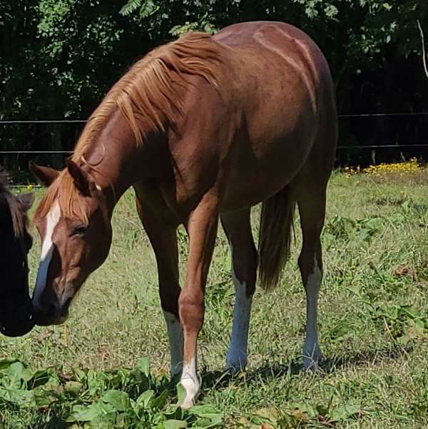 2-year-old-gelding