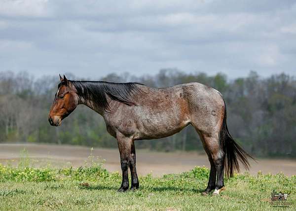 athletic-quarter-horse