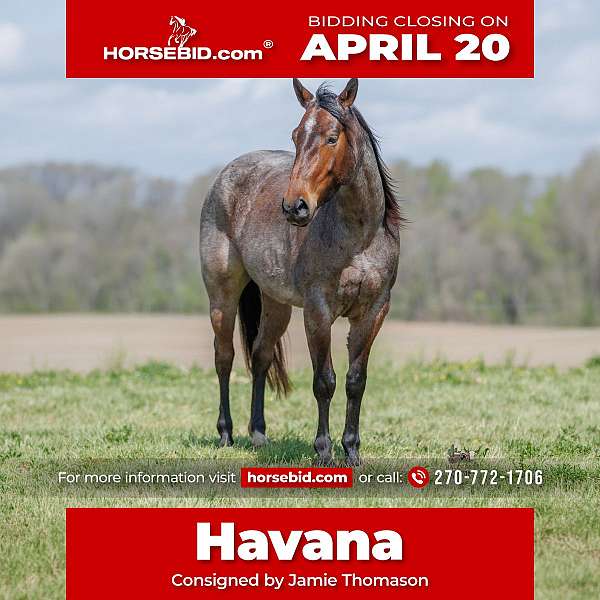 all-around-quarter-horse