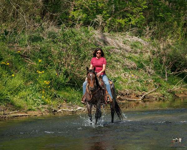 calf-roping-quarter-horse