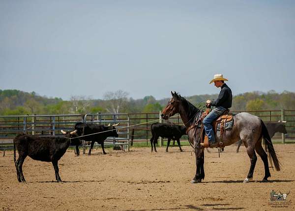 flashy-quarter-horse