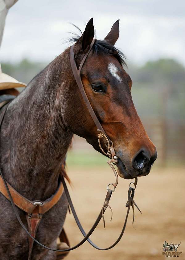 performance-quarter-horse