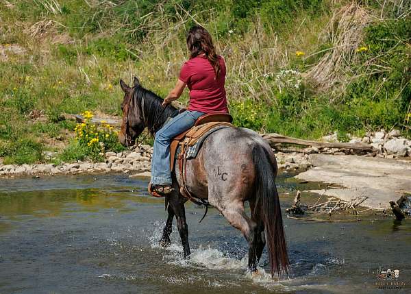 husband-safe-quarter-horse