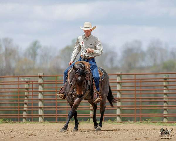 ranch-quarter-horse
