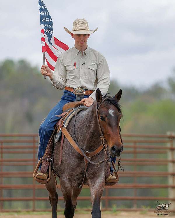 ranch-versatility-quarter-horse
