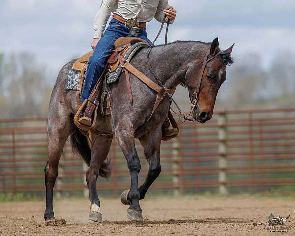 ranch-work-quarter-horse