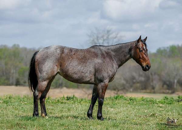 show-quarter-horse