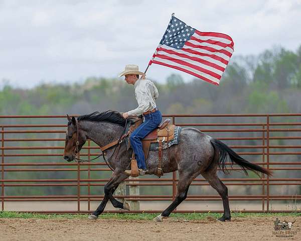 trail-quarter-horse