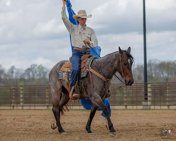 western-riding-quarter-horse