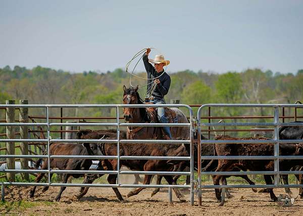 working-cattle-quarter-horse