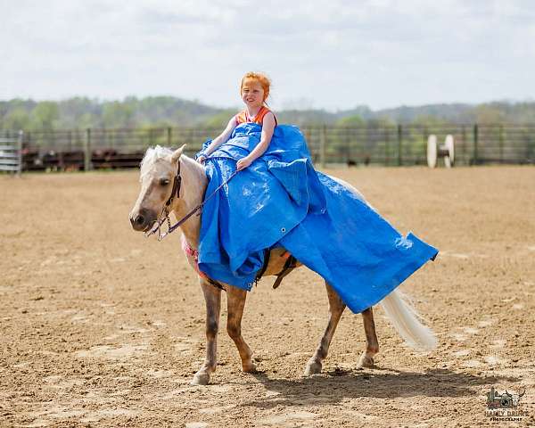 beginner-pony