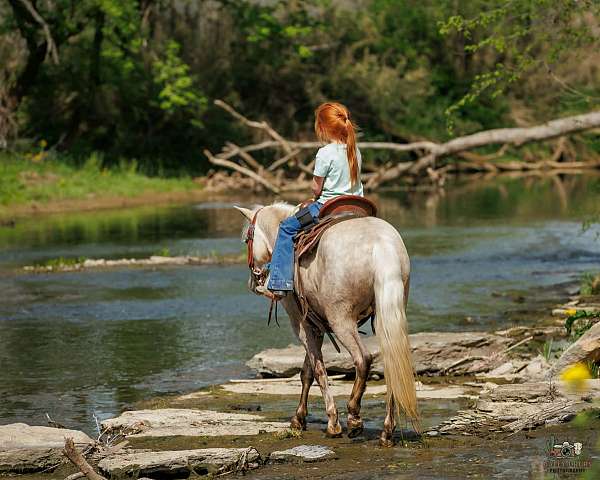 companion-pony