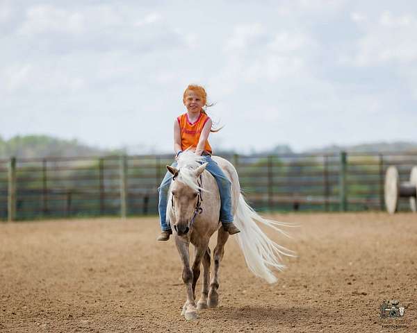 trail-riding-pony