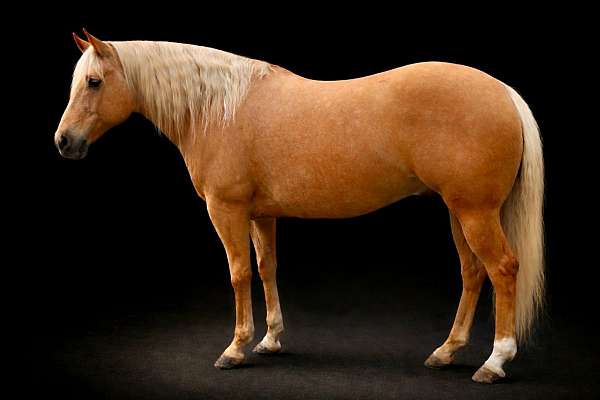 athletic-quarter-horse