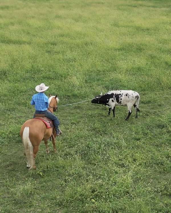 calf-roping-quarter-horse