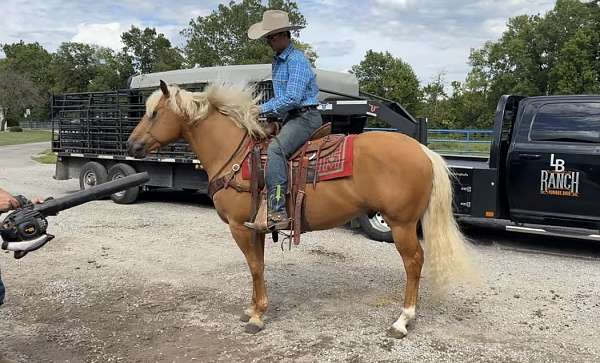 flashy-quarter-horse