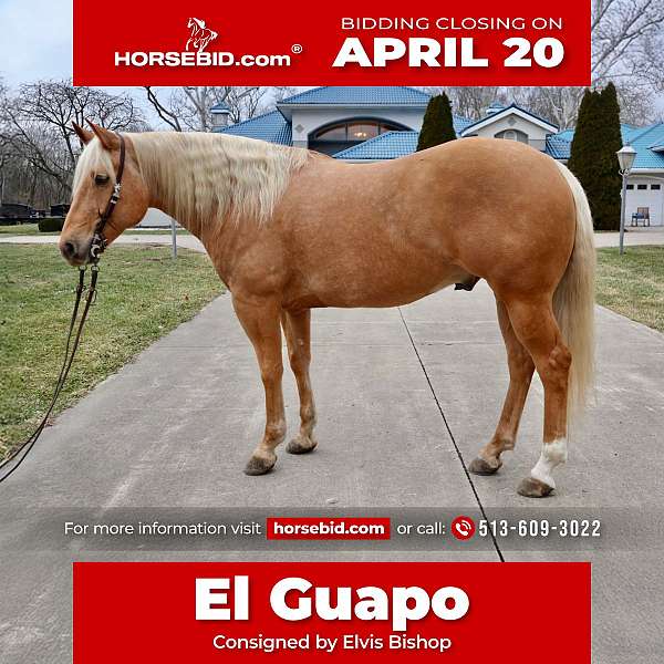 all-around-quarter-horse