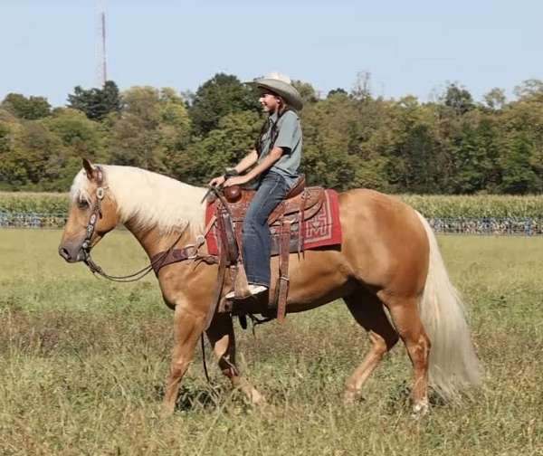husband-safe-quarter-horse