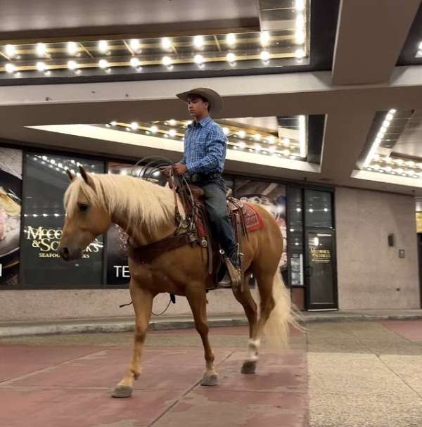 performance-quarter-horse