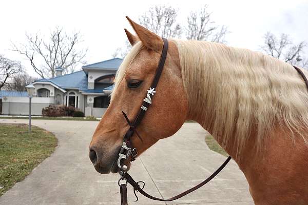 roping-quarter-horse